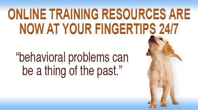 Online Training Resources Are Now At Your Fingertips 24/7